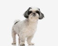 adorable little shih tzu standing