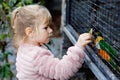Adorable little toddler girl feeding parrots in zoological garden. Happy child playing and feed trusting friendly birds Royalty Free Stock Photo