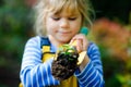 Adorable little toddler girl holding garden shovel with green plants seedling in hands. Cute child learn gardening Royalty Free Stock Photo