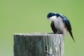 Adorable Tree Swallow Perched Atop a Weathered Wooden Post Royalty Free Stock Photo