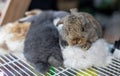 Adorable little white and brown rabbits are lounging on a white cage for sale Royalty Free Stock Photo