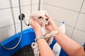 Adorable little white dog maltipoo getting bath