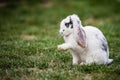 White lop rabbit with black speckles with long floppy ears