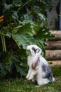 White lop rabbit with black speckles with long floppy ears