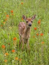White-tailed Fawn Standing in Orange Wildflowers Royalty Free Stock Photo
