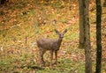 Adorable Little White-Tailed Deer Standing in Autumn Forest Royalty Free Stock Photo