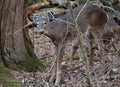 Adorable Little Whitetail Deer Standing in Quiet Forest