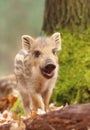 Adorable little wild boar piglet in forest Royalty Free Stock Photo