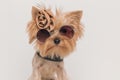 Adorable little yorkie puppy with bow and sunglasses Royalty Free Stock Photo