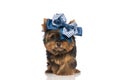 Adorable little yorkie puppy wearing big blue bow on head Royalty Free Stock Photo