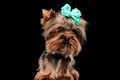 adorable little yorkshire terrier dog wearing bow and looking forward Royalty Free Stock Photo