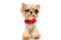 Adorable little yorkshire terrier dog wearing cool sunglasses Royalty Free Stock Photo