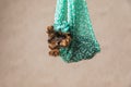 Adorable little yorkshire terrier puppy with cute bow in a sack Royalty Free Stock Photo