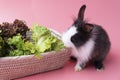 rabbits eating green fresh lettuce leaves in basket while sitting on isolated pink Royalty Free Stock Photo