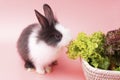 Little young black and white rabbits eating green fresh lettuce leaves in basket while sitting on isolated pink Royalty Free Stock Photo