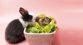 little young black and white rabbits eating green fresh lettuce leaves in basket while sitting on isolated pink Royalty Free Stock Photo