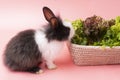 Adorable little black and white rabbits eating green fresh lettuce leaves in basket while sitting on isolated pink Royalty Free Stock Photo