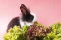 Adorable little black and white rabbits eating green fresh lettuce leaves in basket while sitting on isolated pink Royalty Free Stock Photo