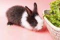 little young black and white rabbits eating green fresh lettuce leaves in basket while sitting on isolated pink Royalty Free Stock Photo