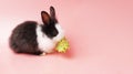 Adorable little young black and white rabbits getting up to eating green fresh lettuce leaves on isolated pink background. Animal Royalty Free Stock Photo