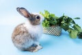 Adorable little brow and white rabbits with green fresh lettuce leaves in basket while sitting on isolated blue background. Royalty Free Stock Photo