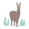 Adorable llama or cria isolated on white background. Portrait of wild South American animal standing beside cactuses Royalty Free Stock Photo