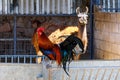 Llama in its enclosure with a rooster in the foreground