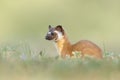 Adorable Long tailed weasel (Neogale frenata) in a natural area