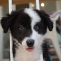Border collie puppy in arms looking at you Royalty Free Stock Photo