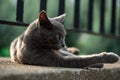 An adorable looking gray colored stray cat.