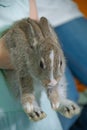 adorable lopsided bunny in hands. cute pet rabbit being cuddled by his owner. concept of love for animals. love your pet. don't