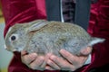 adorable lopsided bunny in hands. cute pet rabbit being cuddled by his owner. concept of love for animals. love your pet. don't