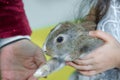 adorable lopsided bunny in hands. cute pet rabbit being cuddled by his owner. concept of love for animals. love your pet. don't