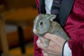 adorable lopsided bunny in hands. cute pet rabbit being cuddled by his owner. concept of love for animals. love your pet. don't