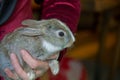 adorable lopsided bunny in hands. cute pet rabbit being cuddled by his owner. concept of love for animals. love your pet. don't