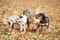 Adorable Louisiana Catahoula puppies playing