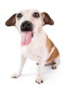 Adorable Lovely silly dog having fun Royalty Free Stock Photo