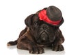 Adorable lying boxer with black hat sitting on eye