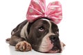 Adorable lying grey american bully with pink ribbon looks up