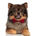 Adorable lying pom with tongue exposed and red bowtie