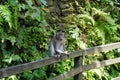 An adorable macaque monkey having a good time on a bench, while posing for the camera in Ubud, Bali Royalty Free Stock Photo