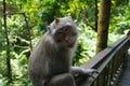 An adorable macaque monkey having a good time on a bench, while posing for the camera in Ubud, Bali Royalty Free Stock Photo