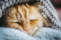 Adorable red angora cat sleeping on a wool sweater