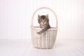 Maincoon Kitten With Big Eyes In Basket Royalty Free Stock Photo