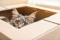 Adorable Maine Coon cat looking out through hole in cardboard box Royalty Free Stock Photo