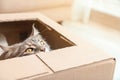 Adorable Maine Coon cat looking out through hole in cardboard box Royalty Free Stock Photo