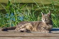 Shorthaired tabby cat laying in the summer sunshine Royalty Free Stock Photo