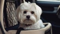 A Maltese dog sitting in a carrier ready for a car ride created with Generative AI