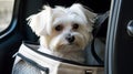 A Maltese dog sitting in a carrier ready for a car ride created with Generative AI
