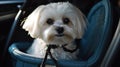 A Maltese dog sitting in a carrier ready for a car ride created with Generative AI